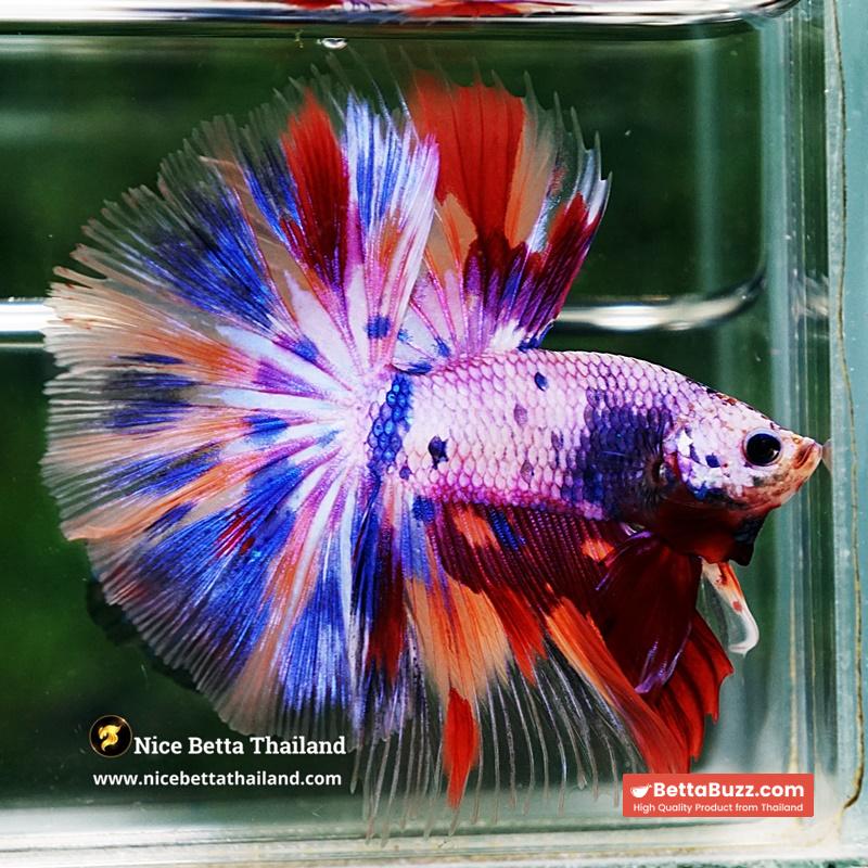 Betta Fish Prince Of Rainbow Magical Pink Candy Marble HM - Image 4