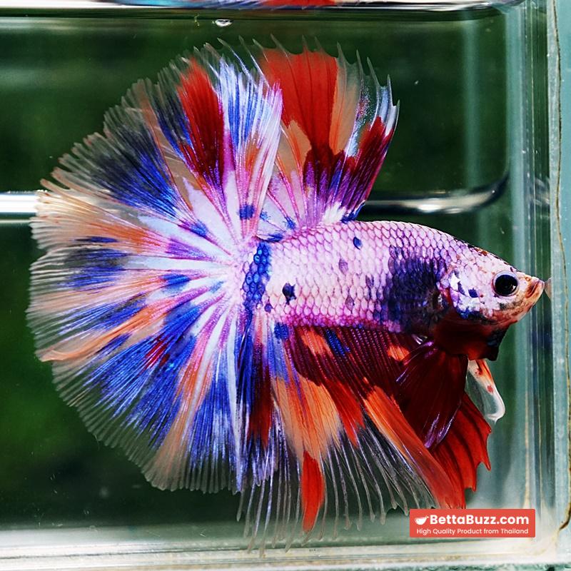 Betta Fish Prince Of Rainbow Magical Pink Candy Marble HM - Image 2