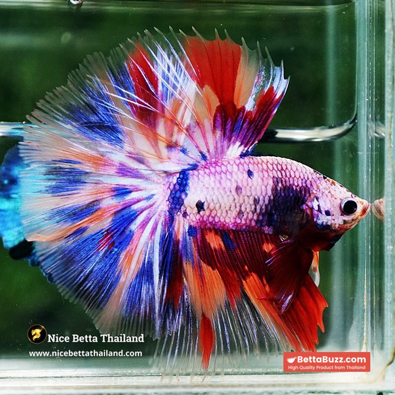 Betta Fish Prince Of Rainbow Magical Pink Candy Marble HM - Image 6