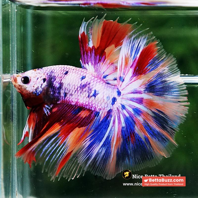 Betta Fish Prince Of Rainbow Magical Pink Candy Marble HM - Image 5