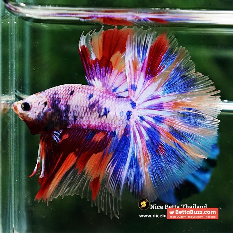 Betta Fish Prince Of Rainbow Magical Pink Candy Marble HM - Image 3