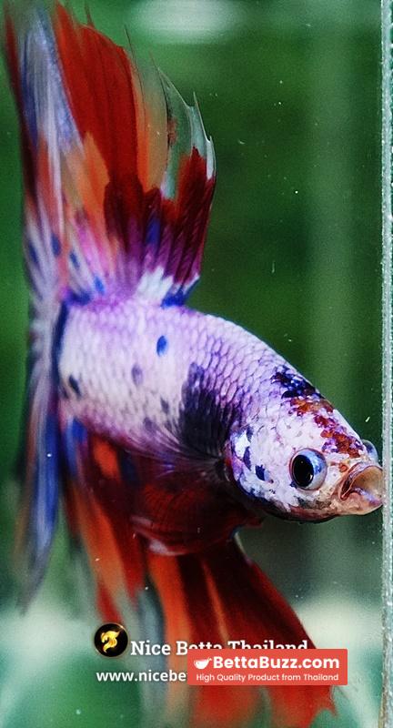 Betta Fish Prince Of Rainbow Magical Pink Candy Marble HM - Image 7