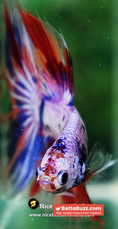 Betta Fish Prince Of Rainbow Magical Pink Candy Marble HM - Image 8