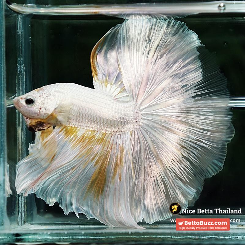 Betta Fish King Of The White Dragon Sparks OHM (Very Large) - Image 3
