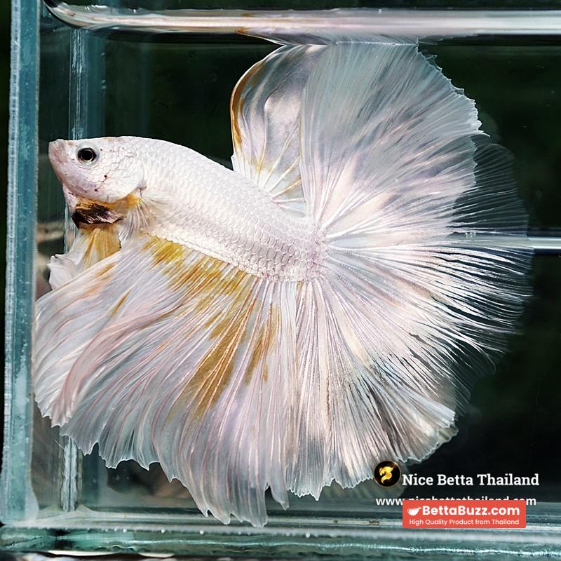 Betta Fish King Of The White Dragon Sparks OHM (Very Large) - Image 5