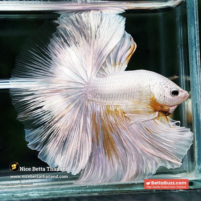 Betta Fish King Of The White Dragon Sparks OHM (Very Large) - Image 2