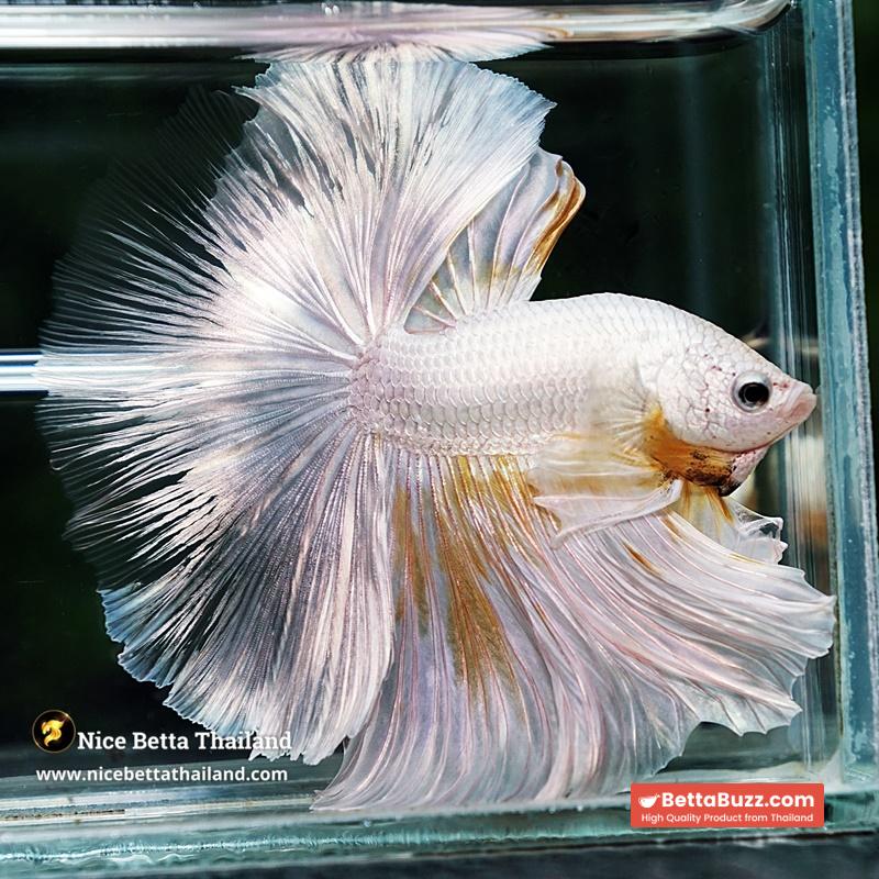Betta Fish King Of The White Dragon Sparks OHM (Very Large) - Image 4