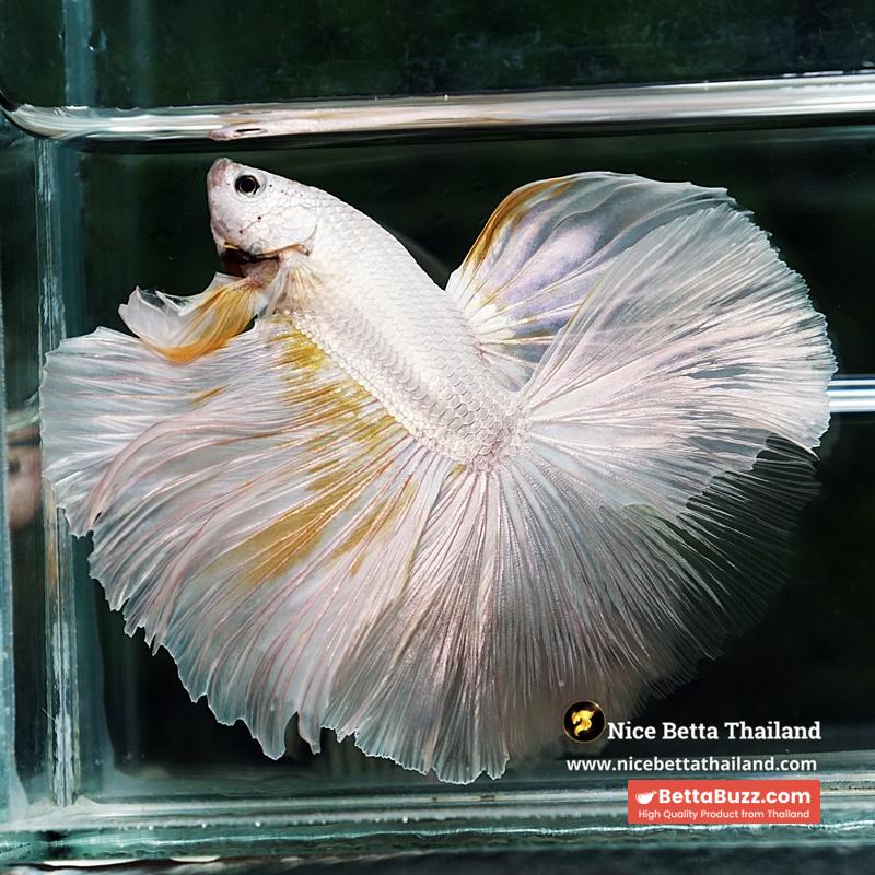 Betta Fish King Of The White Dragon Sparks OHM (Very Large) - Image 6