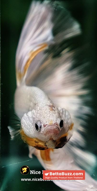 Betta Fish King Of The White Dragon Sparks OHM (Very Large) - Image 7