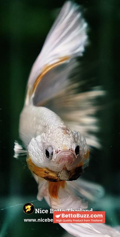 Betta Fish King Of The White Dragon Sparks OHM (Very Large) - Image 8