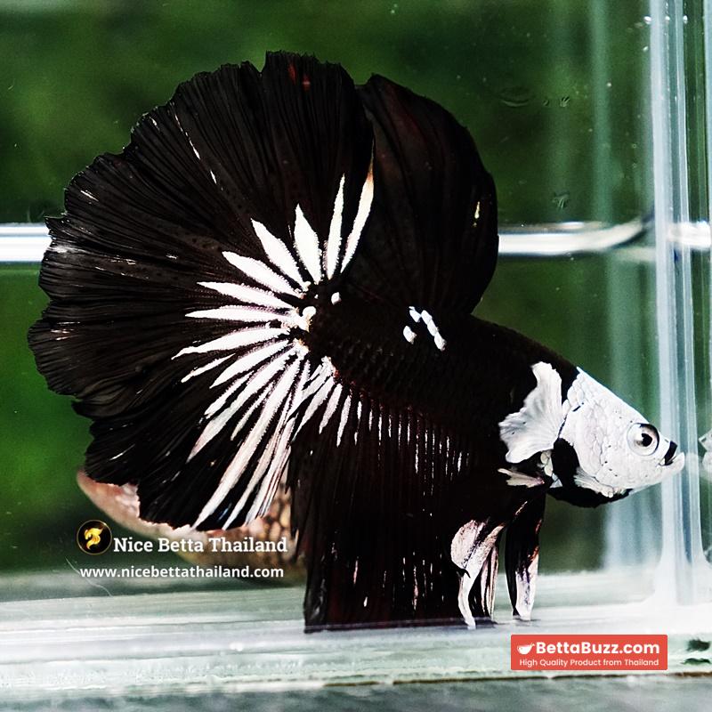 Betta fish Killer Shadow Black Star Full Helmet Samurai (Ultra Rare) HM - Image 3