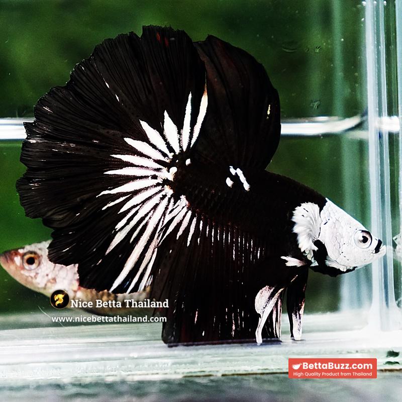 Betta fish Killer Shadow Black Star Full Helmet Samurai (Ultra Rare) HM - Image 5