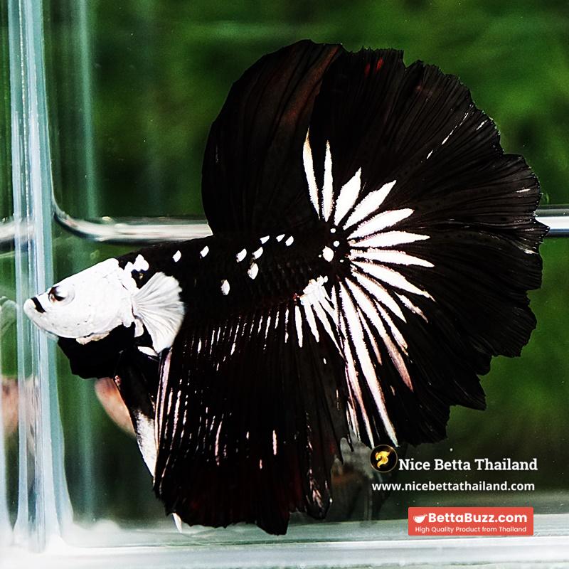 Betta fish Killer Shadow Black Star Full Helmet Samurai (Ultra Rare) HM