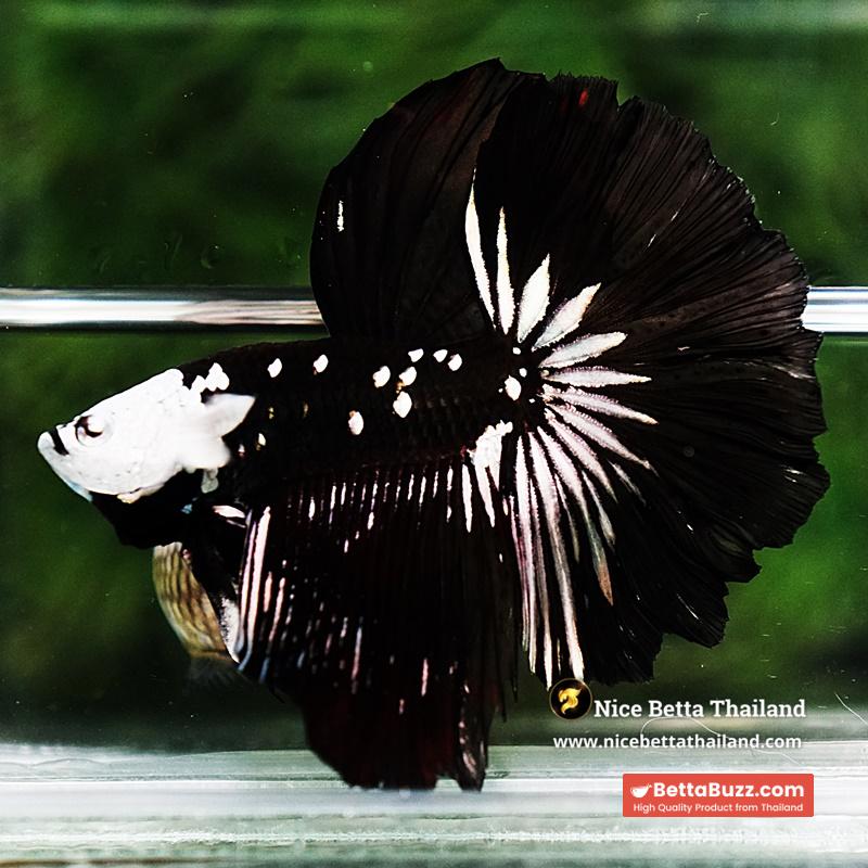 Betta fish Killer Shadow Black Star Full Helmet Samurai (Ultra Rare) HM - Image 6