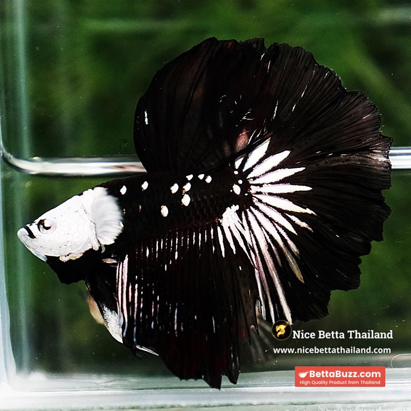 Betta fish Killer Shadow Black Star Full Helmet Samurai (Ultra Rare) HM - Image 4