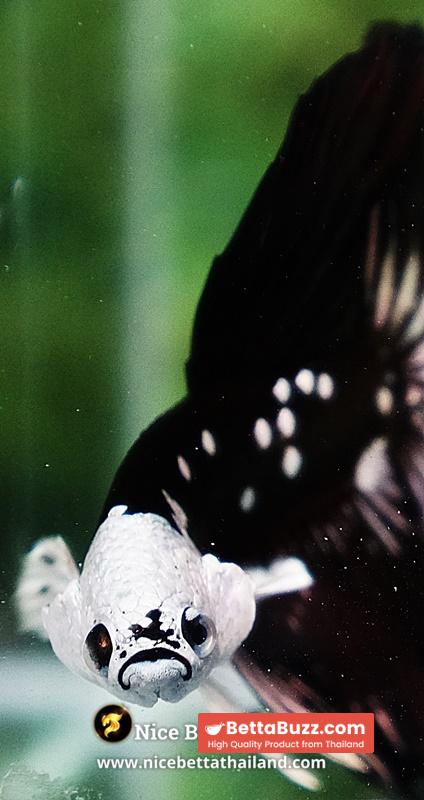 Betta fish Killer Shadow Black Star Full Helmet Samurai (Ultra Rare) HM - Image 8