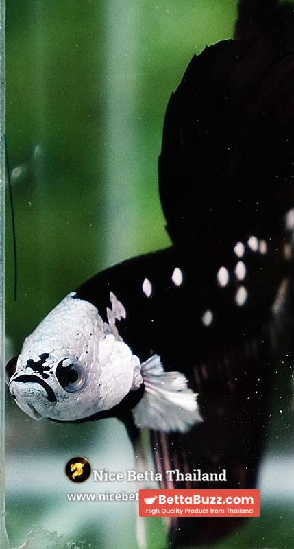 Betta fish Killer Shadow Black Star Full Helmet Samurai (Ultra Rare) HM - Image 9