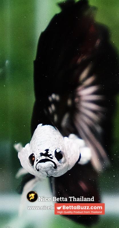 Betta fish Killer Shadow Black Star Full Helmet Samurai (Ultra Rare) HM - Image 10