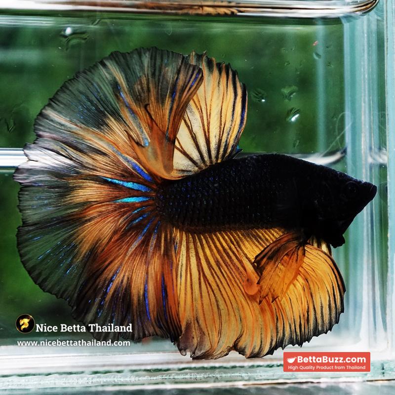 Betta Fish Black Pumpkin Mustard Gas Black Ring Sky Hawk OHM - Image 3