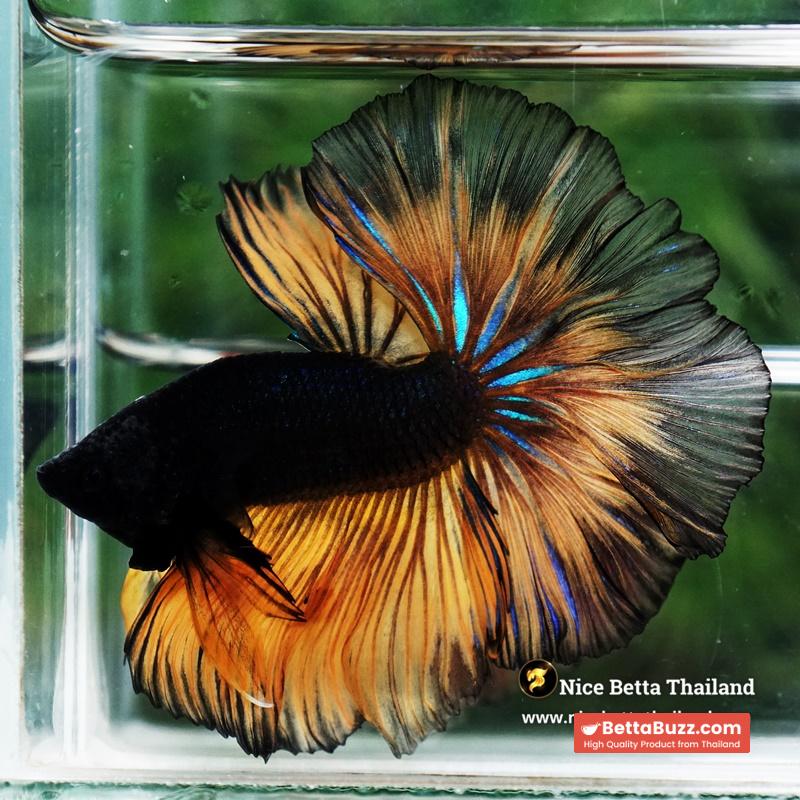 Betta Fish Black Pumpkin Mustard Gas Black Ring Sky Hawk OHM - Image 2