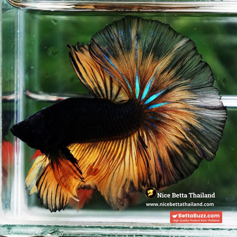 Betta Fish Black Pumpkin Mustard Gas Black Ring Sky Hawk OHM - Image 4