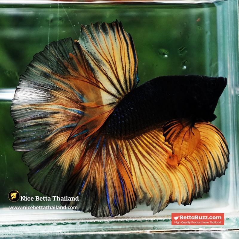 Betta Fish Black Pumpkin Mustard Gas Black Ring Sky Hawk OHM - Image 5