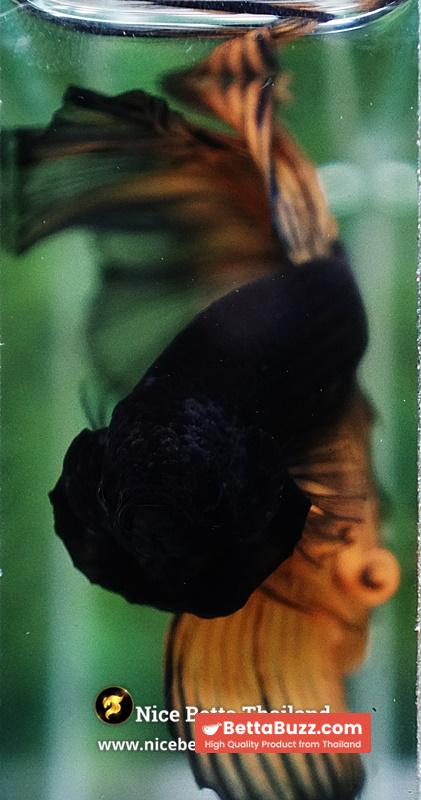 Betta Fish Black Pumpkin Mustard Gas Black Ring Sky Hawk OHM - Image 6