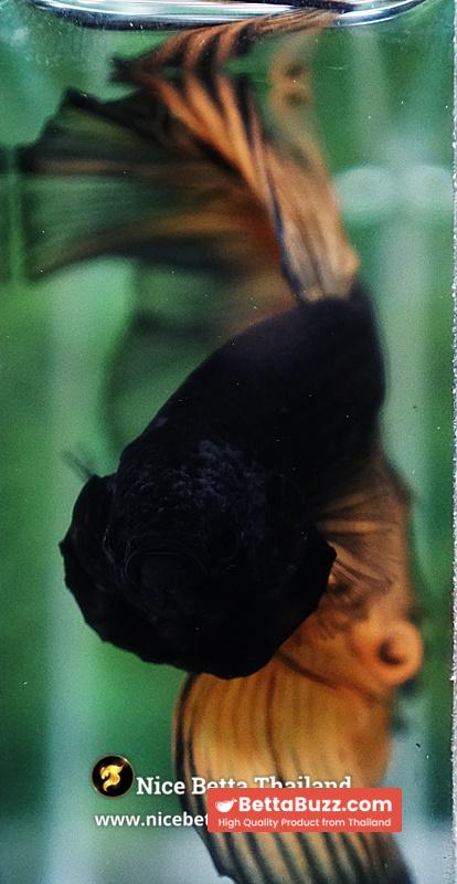 Betta Fish Black Pumpkin Mustard Gas Black Ring Sky Hawk OHM - Image 7