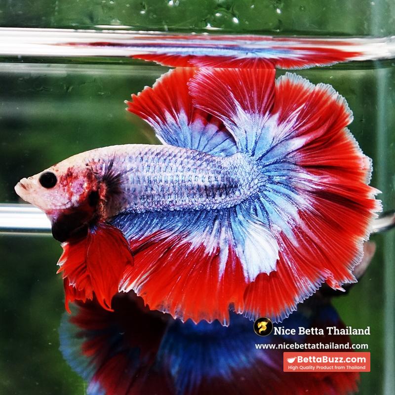 Betta Fish Thailand Flag Sky Hawk OHM - Image 4