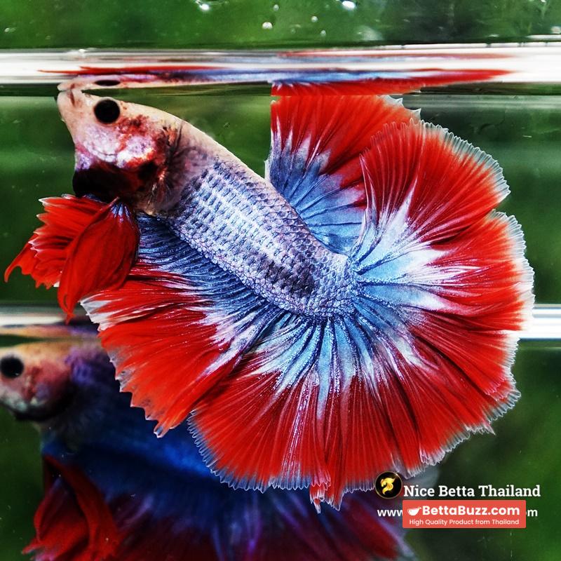 Betta Fish Thailand Flag Sky Hawk OHM - Image 6