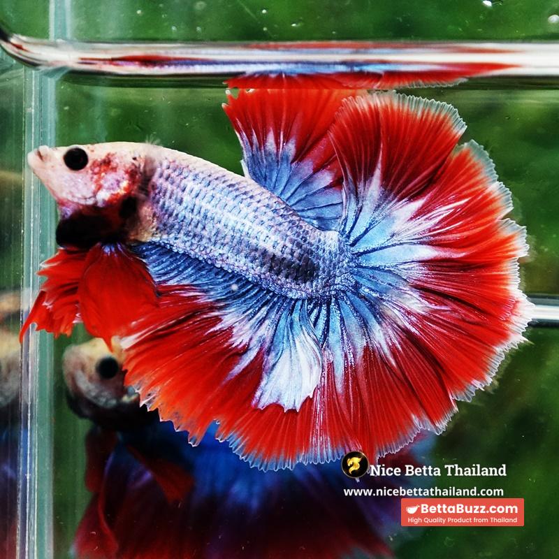 Betta Fish Thailand Flag Sky Hawk OHM