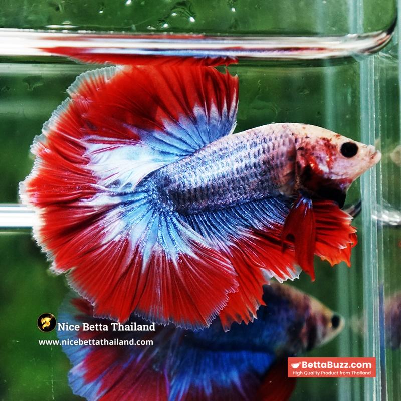 Betta Fish Thailand Flag Sky Hawk OHM - Image 3