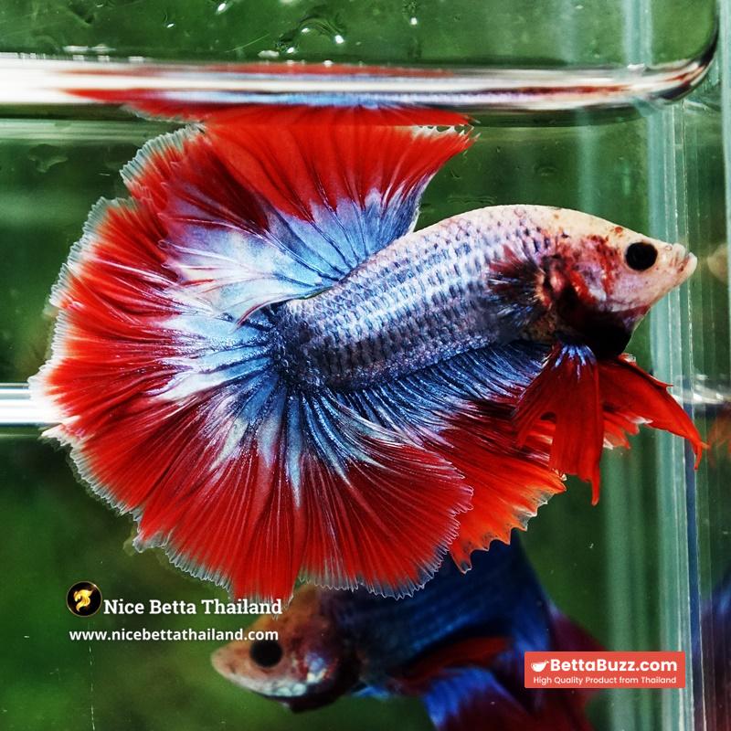 Betta Fish Thailand Flag Sky Hawk OHM - Image 5