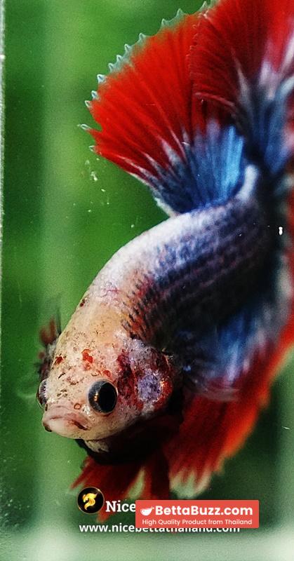 Betta Fish Thailand Flag Sky Hawk OHM - Image 7