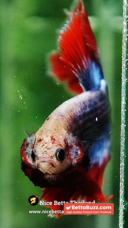 Betta Fish Thailand Flag Sky Hawk OHM - Image 8