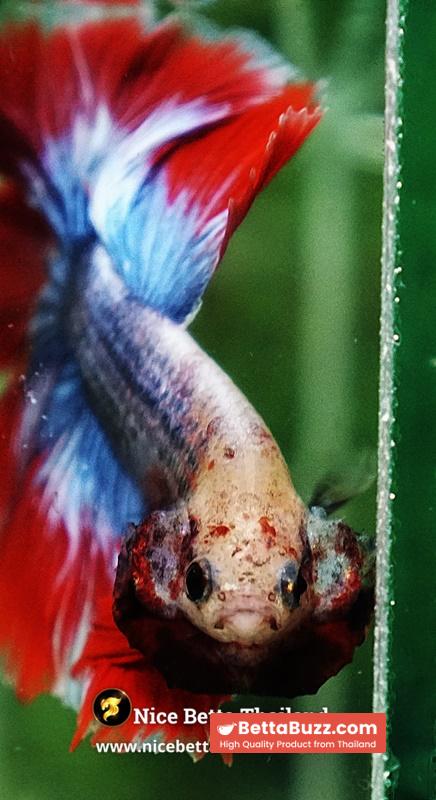 Betta Fish Thailand Flag Sky Hawk OHM - Image 9