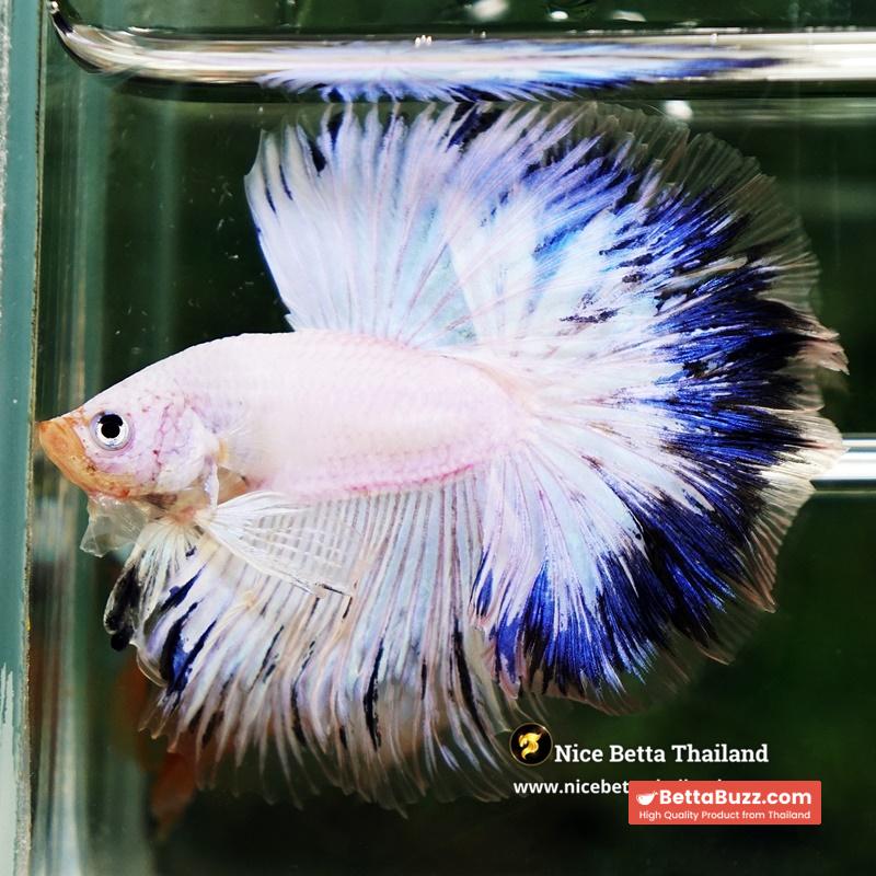 Betta Fish Blue Ring Dragon Sky Hawk OHM - Image 3