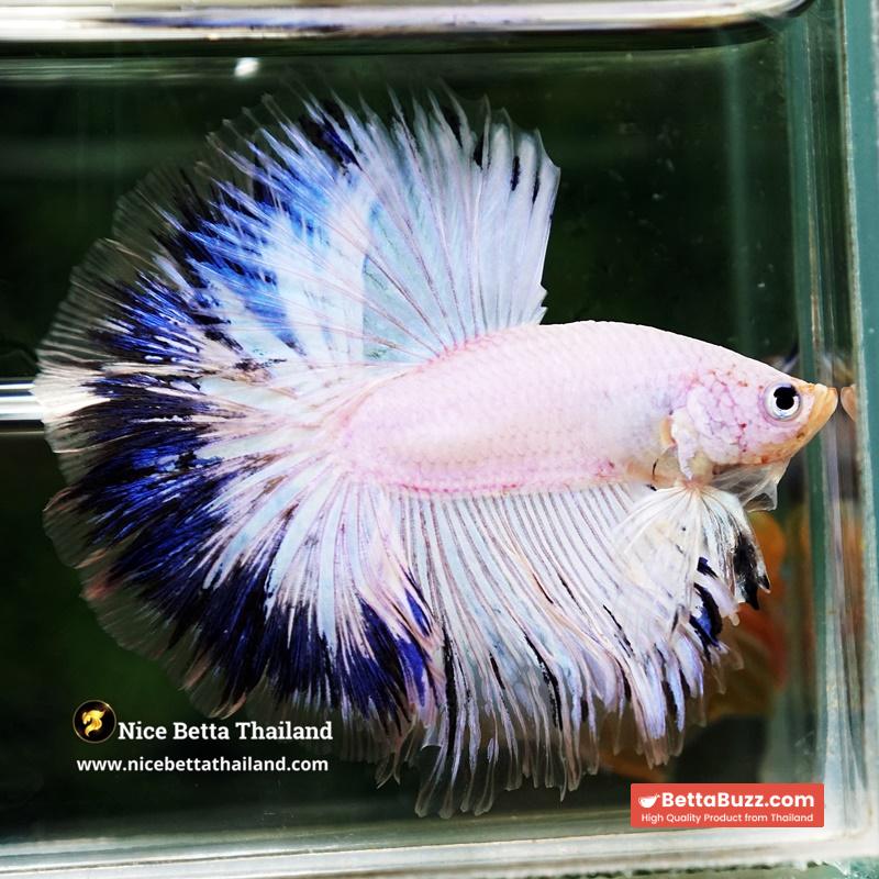 Betta Fish Blue Ring Dragon Sky Hawk OHM - Image 6