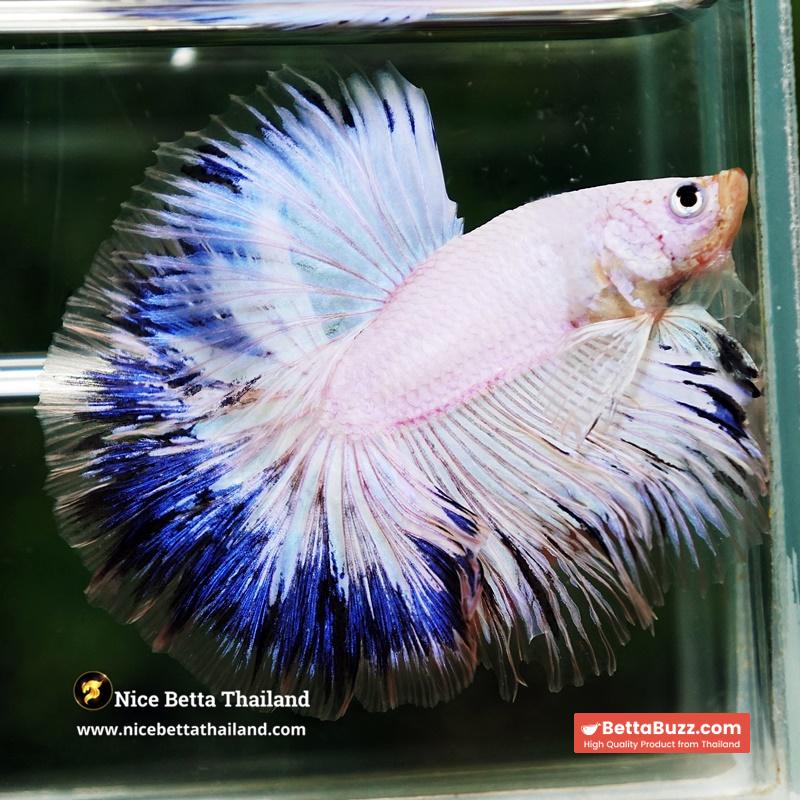 Betta Fish Blue Ring Dragon Sky Hawk OHM - Image 4
