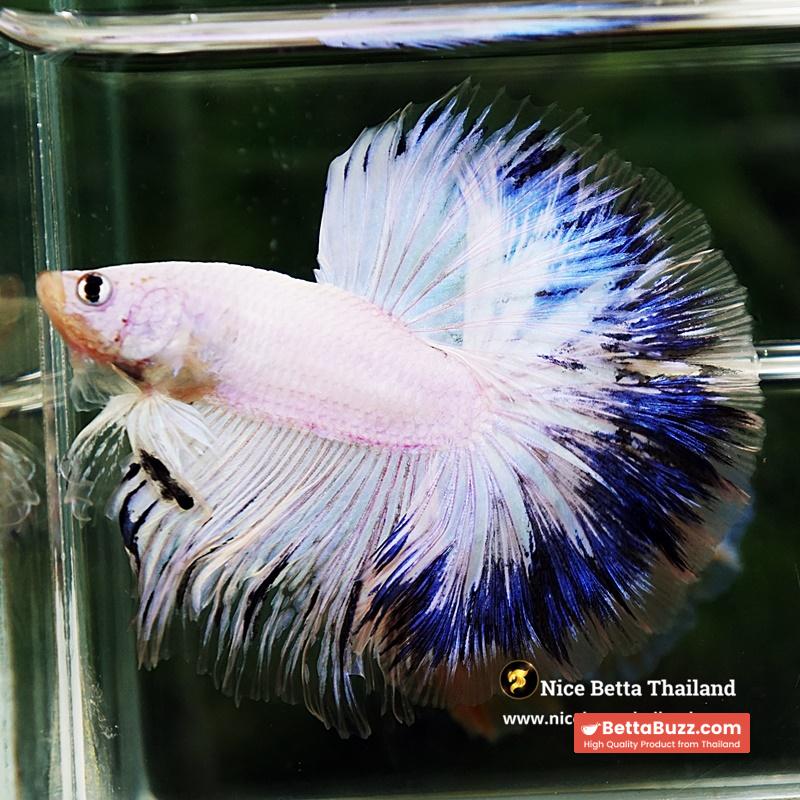 Betta Fish Blue Ring Dragon Sky Hawk OHM - Image 5
