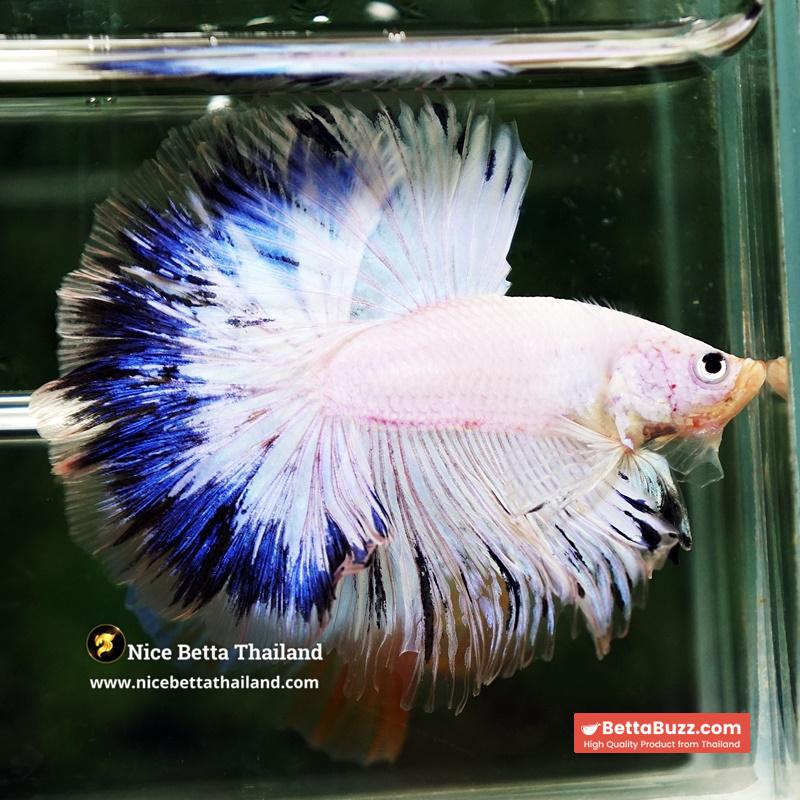 Betta Fish Blue Ring Dragon Sky Hawk OHM