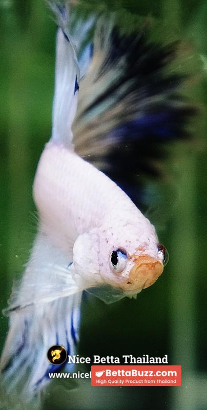 Betta Fish Blue Ring Dragon Sky Hawk OHM - Image 7