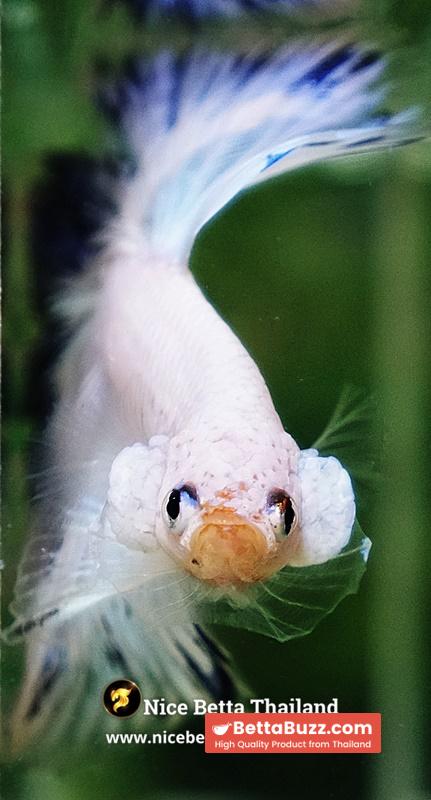 Betta Fish Blue Ring Dragon Sky Hawk OHM - Image 8