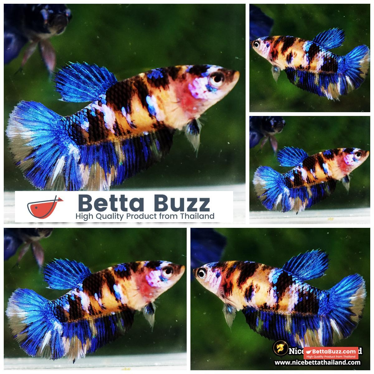 Female Betta Fish Tiger Yellow Blue Koi HM