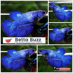 Female Betta Fish Steel Blue HM