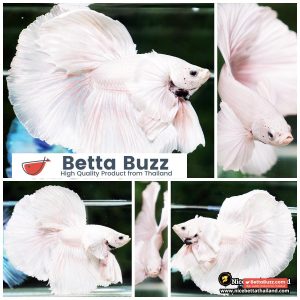 Betta Fish Unicorn Sparkle Platinum Dumbo HM