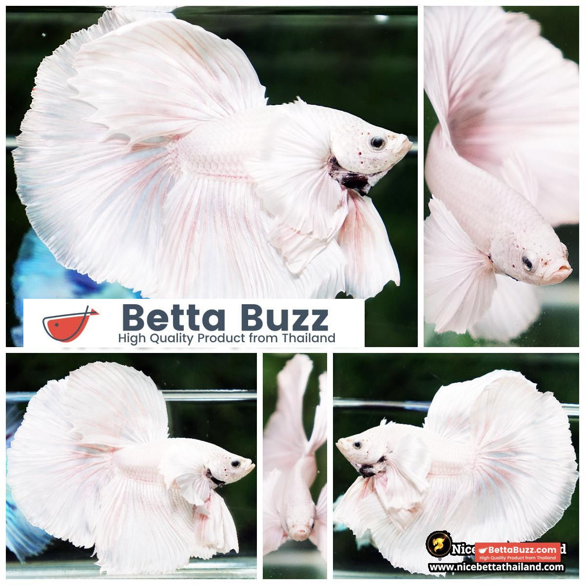 Betta Fish Unicorn Sparkle Platinum Dumbo HM