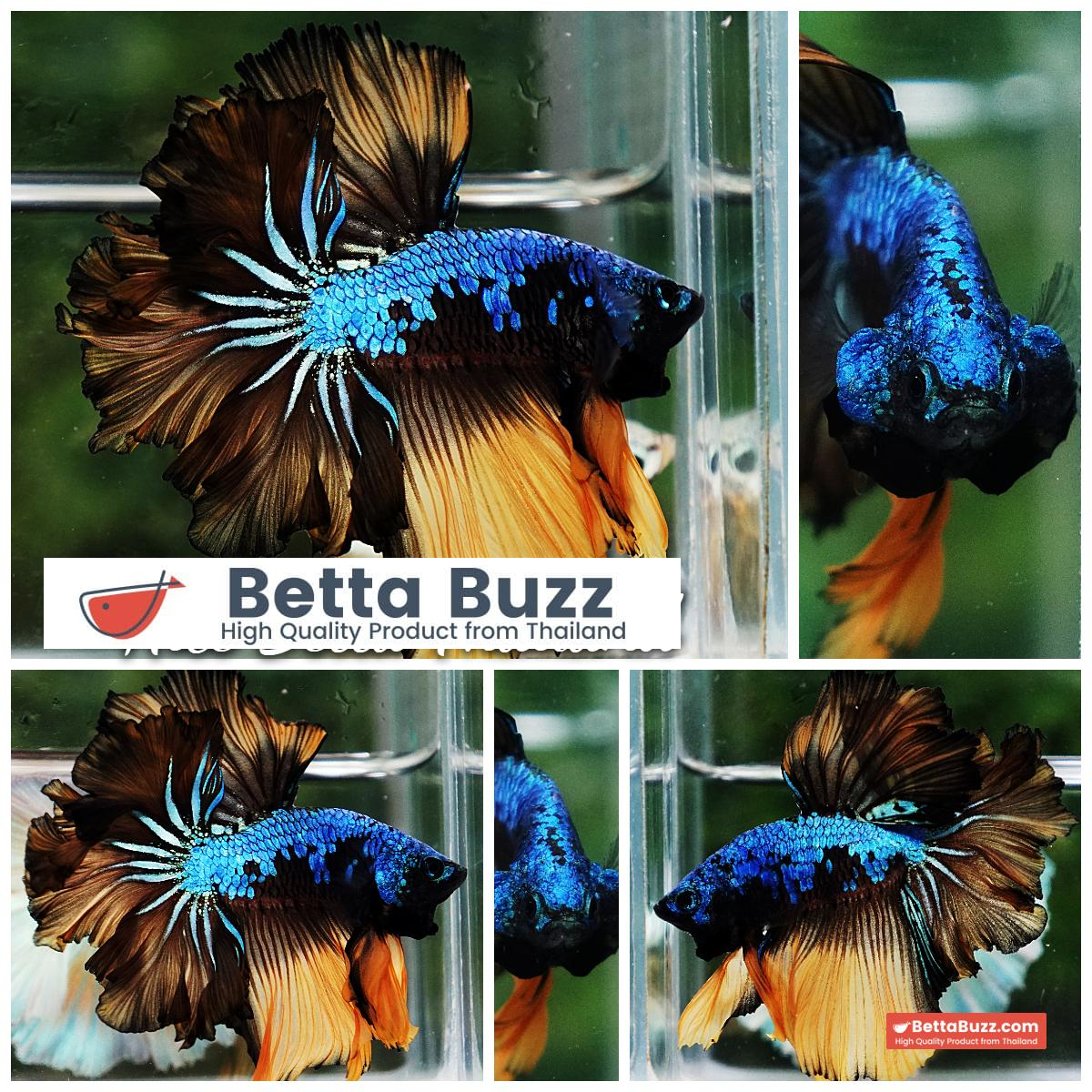 Betta Fish Blue Mustard Gas Feather tail OHM