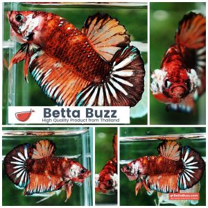 Betta Fish Halloween Warrior OHMPK