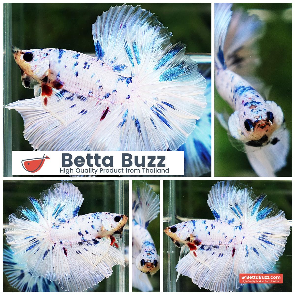 Betta Fish Prince Of The Frozen Sky Hawk OHM